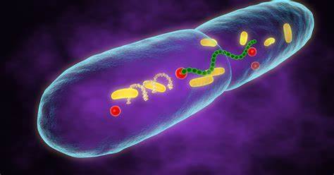 Marburg Disease