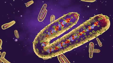 Marburg disease